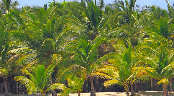 See Yourself in Punta Cana